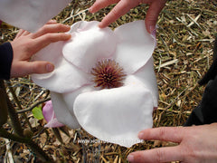 Magnolia 'Atlas' - Sierboom - Hortus Conclusus  - 1