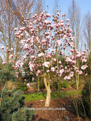 Magnolia 'Atlas' - Sierboom - Hortus Conclusus  - 3