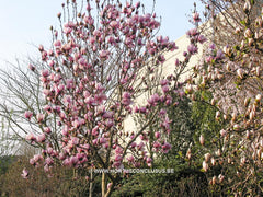 Magnolia 'Atlas' - Sierboom - Hortus Conclusus  - 6