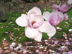 Magnolia 'Atlas' - Sierboom - Hortus Conclusus  - 7