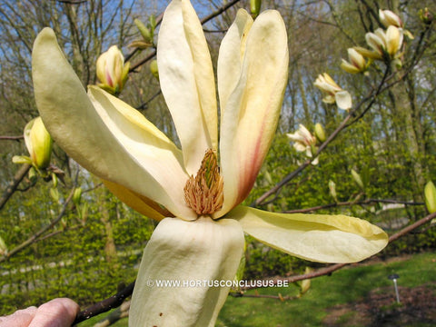 Magnolia 'Banana Split'