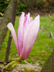 Magnolia 'Betty' - Sierboom - Hortus Conclusus  - 1
