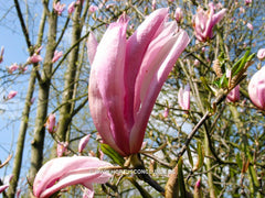 Magnolia 'Betty' - Sierboom - Hortus Conclusus  - 2
