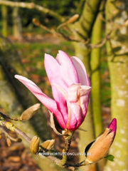 Magnolia 'Betty' - Sierboom - Hortus Conclusus  - 3
