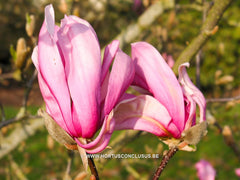 Magnolia 'Betty' - Sierboom - Hortus Conclusus  - 4