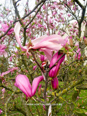 Magnolia 'Betty' - Sierboom - Hortus Conclusus  - 7