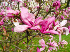 Magnolia 'Betty' - Sierboom - Hortus Conclusus  - 8