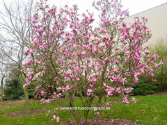 Magnolia 'Betty' - Sierboom - Hortus Conclusus  - 9