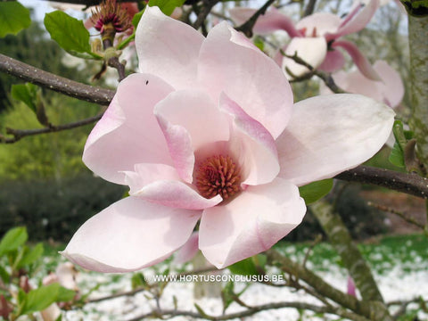 Magnolia 'Big Dude'