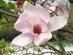 Magnolia 'Big Dude' - Sierboom - Hortus Conclusus  - 1