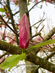Magnolia 'Big Dude' - Sierboom - Hortus Conclusus  - 2