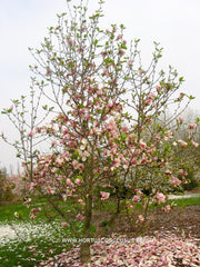 Magnolia 'Big Dude' - Sierboom - Hortus Conclusus  - 3