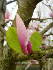 Magnolia 'Big Dude' - Sierboom - Hortus Conclusus  - 5