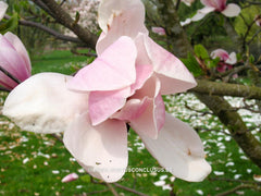Magnolia 'Big Dude' - Sierboom - Hortus Conclusus  - 6