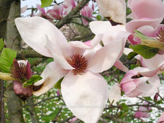 Magnolia 'Big Dude' - Sierboom - Hortus Conclusus  - 7