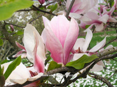 Magnolia 'Big Dude' - Sierboom - Hortus Conclusus  - 9