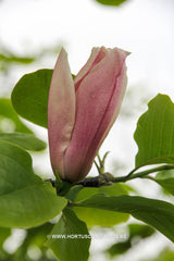 Magnolia 'Big Dude' - Sierboom - Hortus Conclusus  - 10