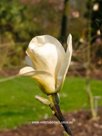 Magnolia 'Binette'