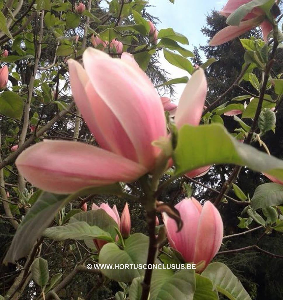 Magnolia 'Buksenrake Orange' - Sierboom - Hortus Conclusus 