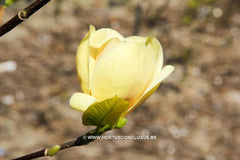 Magnolia 'Buttercup' - Sierboom - Hortus Conclusus  - 1