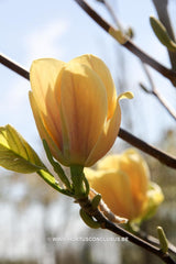 Magnolia 'Buttercup' - Sierboom - Hortus Conclusus  - 2