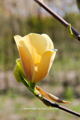 Magnolia 'Buttercup' - Sierboom - Hortus Conclusus  - 3