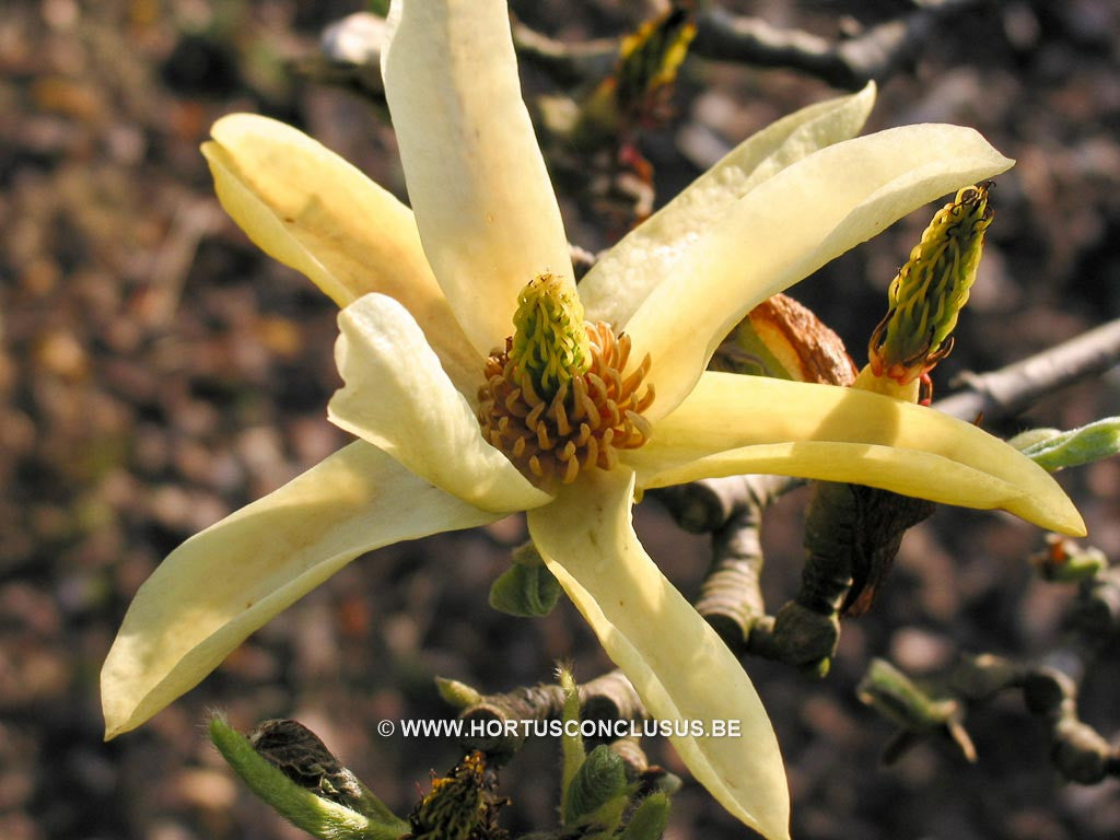 Magnolia 'Butterflies' - Sierboom - Hortus Conclusus  - 1