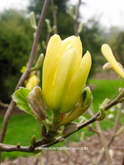 Magnolia 'Butterflies' - Sierboom - Hortus Conclusus  - 2