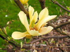 Magnolia 'Butterflies' - Sierboom - Hortus Conclusus  - 3