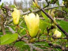 Magnolia 'Butterflies' - Sierboom - Hortus Conclusus  - 7