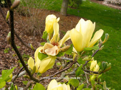 Magnolia 'Butterflies' - Sierboom - Hortus Conclusus  - 9
