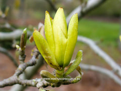 Magnolia 'Butterflies' - Sierboom - Hortus Conclusus  - 11
