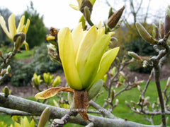 Magnolia 'Butterflies' - Sierboom - Hortus Conclusus  - 12