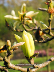 Magnolia 'Butterflies' - Sierboom - Hortus Conclusus  - 13