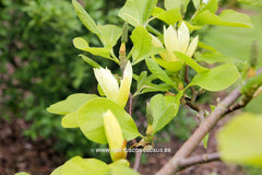 Magnolia 'Butterflies' - Sierboom - Hortus Conclusus  - 14