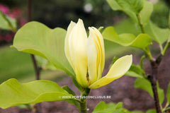 Magnolia 'Butterflies' - Sierboom - Hortus Conclusus  - 15