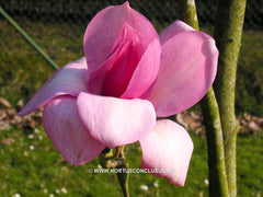Magnolia campbellii 'Kew's Surprise' - Sierboom - Hortus Conclusus  - 2