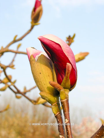 Magnolia 'Cecil Nice'