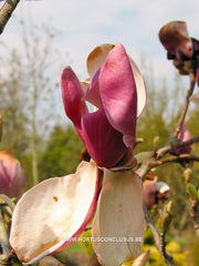 Magnolia 'Cecil Nice' - Sierboom - Hortus Conclusus  - 2