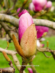 Magnolia 'Cecil Nice' - Sierboom - Hortus Conclusus  - 4