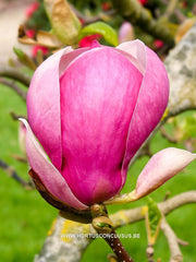 Magnolia 'Cecil Nice' - Sierboom - Hortus Conclusus  - 5