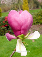 Magnolia 'Cecil Nice' - Sierboom - Hortus Conclusus  - 7
