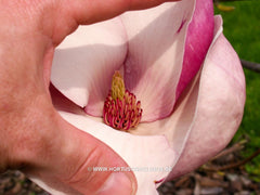 Magnolia 'Cecil Nice' - Sierboom - Hortus Conclusus  - 8
