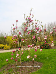 Magnolia 'Cecil Nice' - Sierboom - Hortus Conclusus  - 9