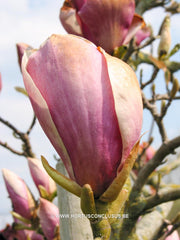 Magnolia 'Cecil Nice' - Sierboom - Hortus Conclusus  - 10