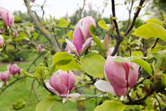 Magnolia 'Cecil Nice' - Sierboom - Hortus Conclusus  - 11