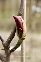 Magnolia 'Cecil Nice' - Sierboom - Hortus Conclusus  - 12