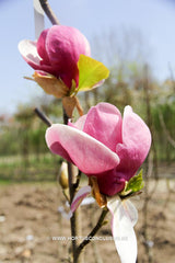 Magnolia 'Cecil Nice' - Sierboom - Hortus Conclusus  - 13