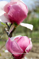 Magnolia 'Cecil Nice' - Sierboom - Hortus Conclusus  - 14