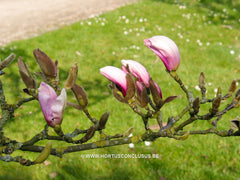 Magnolia 'Chang Hua' - Sierboom - Hortus Conclusus  - 2